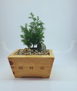 Silver Pine Bonsai in Wooden Planters