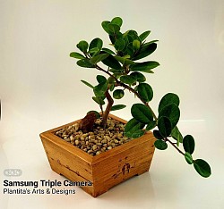 Ficus Nana in Wooden Planters