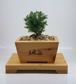 Silver Pine Bonsai