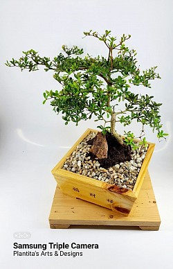 Bucida Bonsai