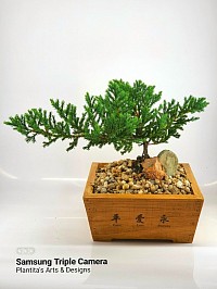 Ficus Nana Bonsai in Wooden box planters