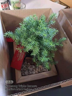 Pine inside our packing box