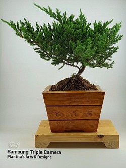 Juniper Bonsai