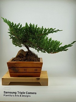 Juniper Medium