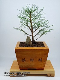 Casuarina (Agoho) pine bonsai