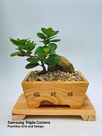 Ficus Nana