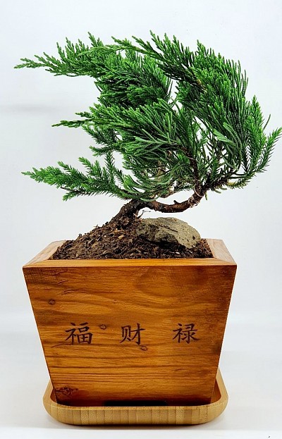 Buffalo Juniper