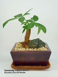 Money Tree