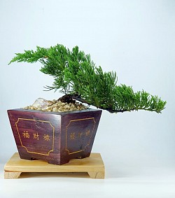 Buffalo Juniper