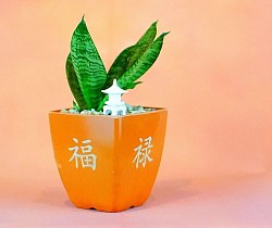 Name :  Snake Plant, Age :  1 Yr, Pots size : 11x11x11cm, color : Orange with Good Fortune Engraving