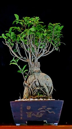 Name : Ficus GInseng, Age : 7 years, Pots Size : 22x22x9cm, Color : Rose Red