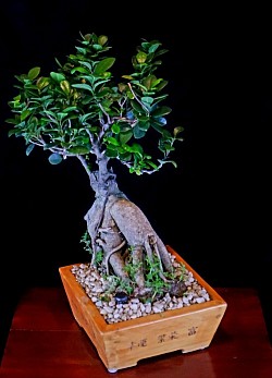 Name : Ficus GInseng, Age : 7 years, Pots Size : 22x22x9cm, Color : Rose Red