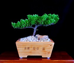 Name : Juniper, Age : 5 yrs, Style: informal Upright, Pot size: 22x22x9cm, Material : Pine Wood, Color : Cherry with Oriental Japanese Engraving