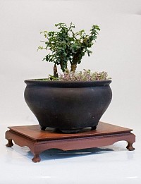 Chinese Holly Bonsai