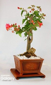 Bougainvilla