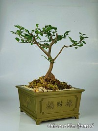 Chinese Elm in oriental bonsai pot design