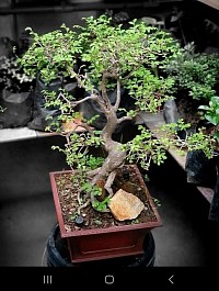 Chinese Elm