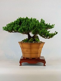 Juniper Bonsai