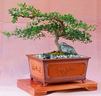 Bucida Bonsai