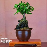 Ficus Ginseng